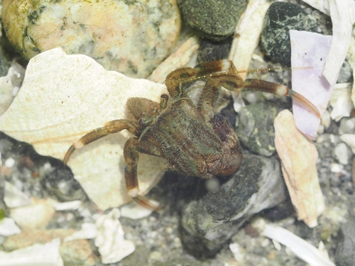 Pacific Hairy Hermit Crab