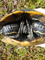 Pseudemys alabamensis