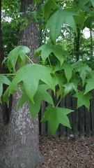 Liquidambar styraciflua