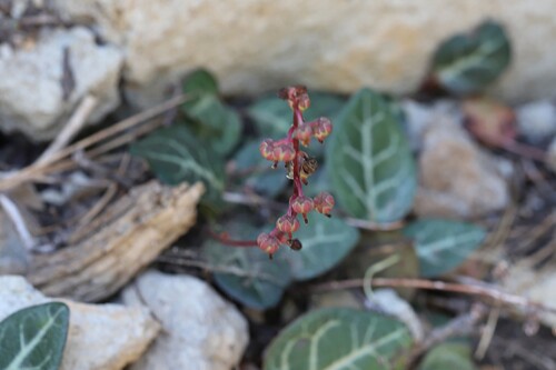 Pyrola picta, photograph 2