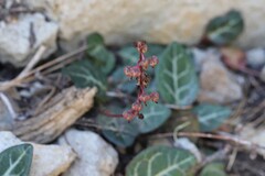 author not stated, no rights reserved Pyrola picta, photograph author not stated, no rights reserved