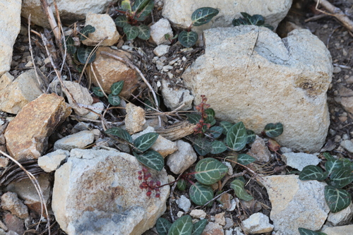 Pyrola picta, photograph 3