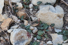 author not stated, no rights reserved Pyrola picta, photograph author not stated, no rights reserved