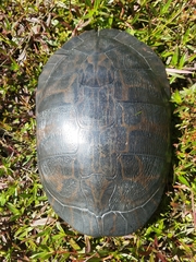 Pseudemys alabamensis