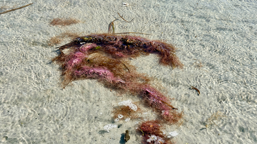 Chondria dasyphylla observed 2026-08-29