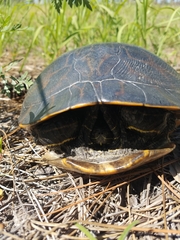 Pseudemys alabamensis