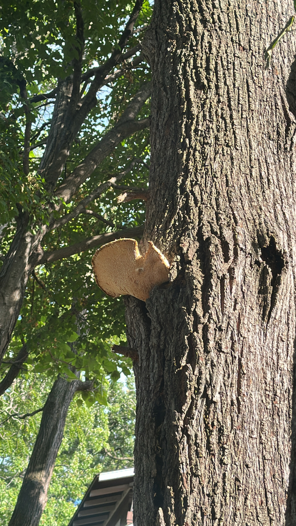 Dryad's Saddle · August 2026 · photo: Photo: no rights reserved · iNaturalist