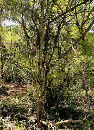 Image of Elaeodendron transvaalense by (c) Wynand Uys, some rights reserved (CC BY)