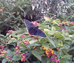 Phocides polybius phanias