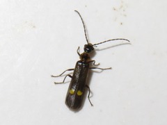 Malthodes marginatus