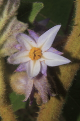 Solanum quitoense
