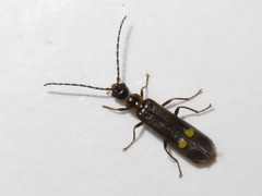 Malthodes marginatus