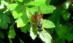 Macrophya diversipes