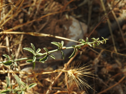 Scrophularia canina, photograph 1