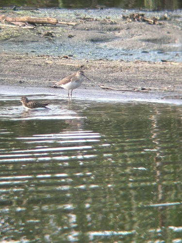 Solitary Sandpiper