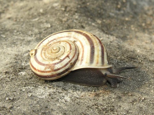 Tropidophora humbug