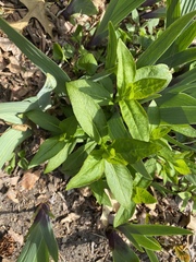 Saponaria officinalis