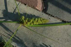 Carex neurocarpa