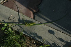 Carex neurocarpa
