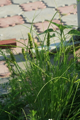 Carex neurocarpa