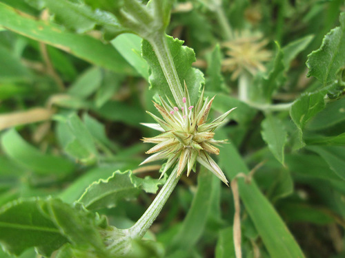 Cyathula lanceolata image