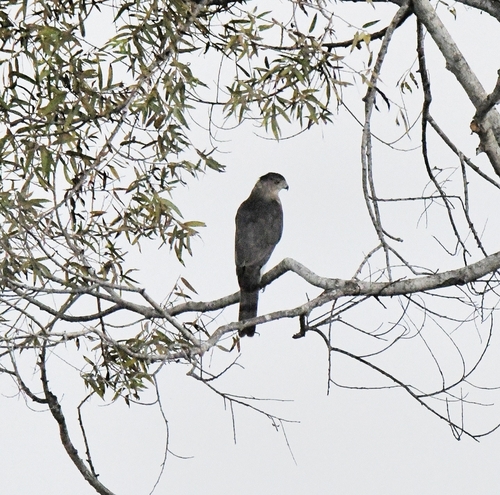 iNaturalist observation photo of Cooper's Hawk