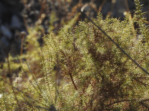 Ulex argenteus, photograph 1