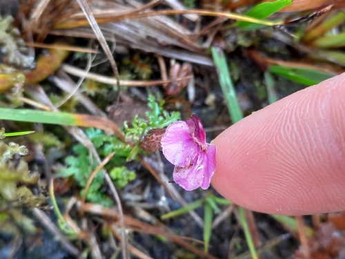 Marsh Lousewort