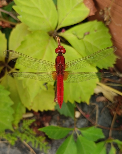Broad Scarlet