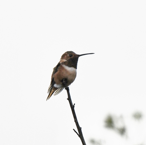 iNaturalist observation photo of Rufous, Allen's, and Allied Hummingbirds