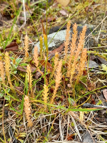 northern spikemoss