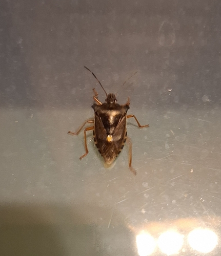 Forest Bug