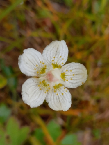 marsh grass-of-Parnassus