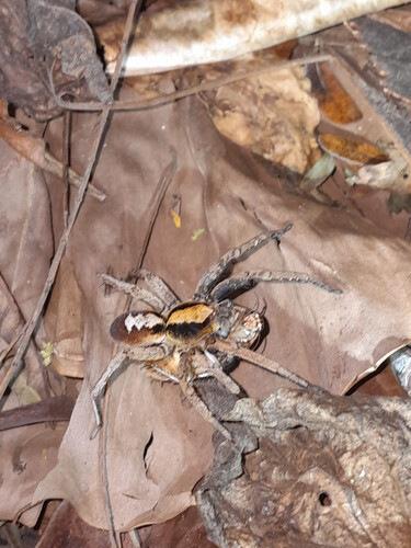 Ornate Tropical Wandering Spider