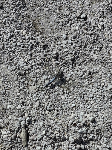 Black-tailed Skimmer