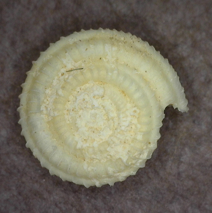 Endodontinae
