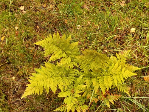 spreading wood fern