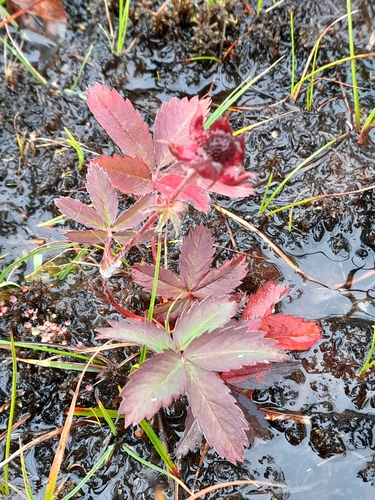 marsh cinquefoil
