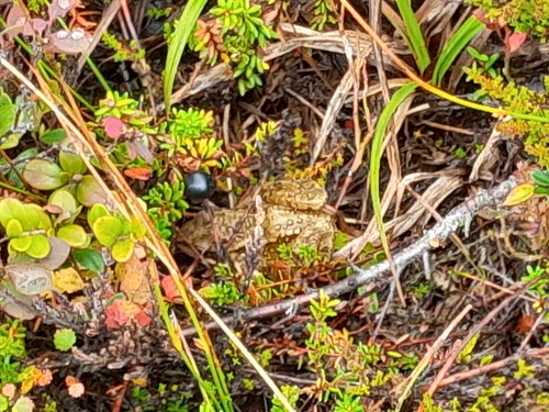 European Common Frog