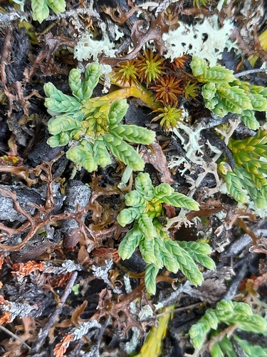 alpine clubmoss