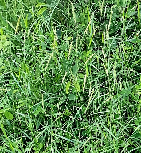 Sacciolepis indica observed 2026-08-30