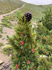 Pinus albicaulis, photograph author not stated, no rights reserved