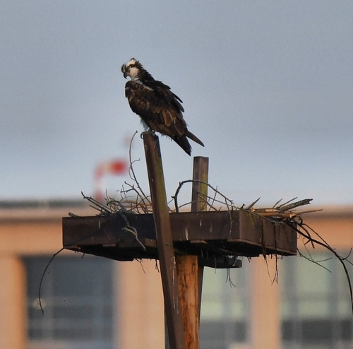 iNaturalist observation photo of Osprey