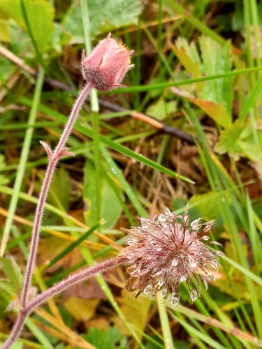 Water Avens