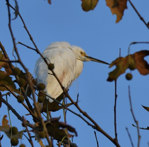 iNaturalist observation photo of Snowy Egret