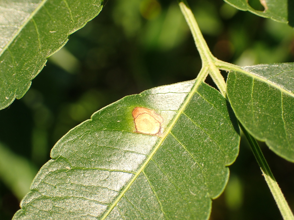 Asteromella rhoina