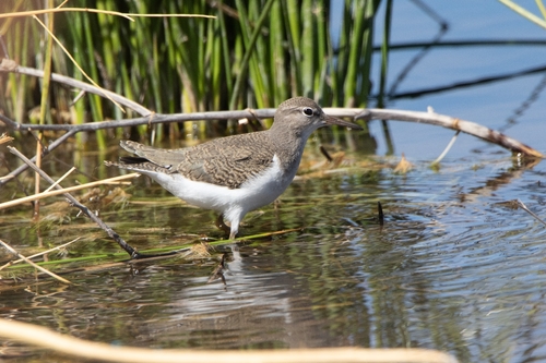 Spotted Sandpiper