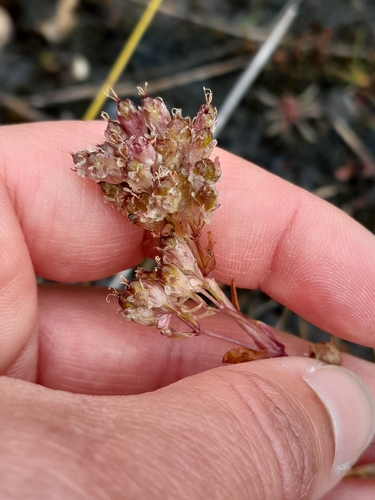 Alpine Catchfly