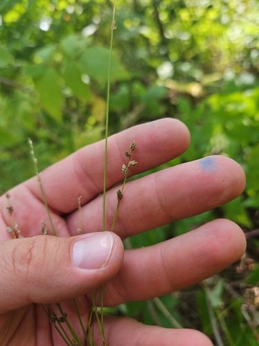 Carex brunnescens observed 2026-08-29