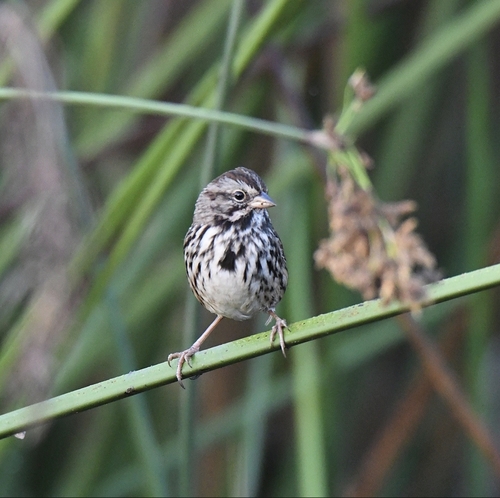 iNaturalist observation photo of Savannah Sparrow